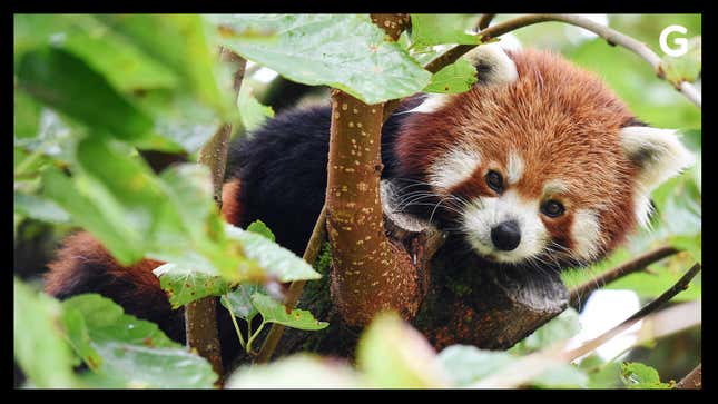 Red Pandas Might Actually Be Two Species