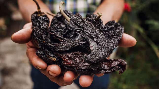 Close-up shot of a farmer's hands holding a pile of dried ancho chiles. In the background you can see their blue plaid shirt and jeans.