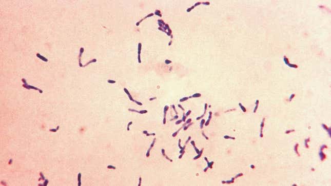 Image for article titled Diphtheria Excited About Possibility Of New Outbreak