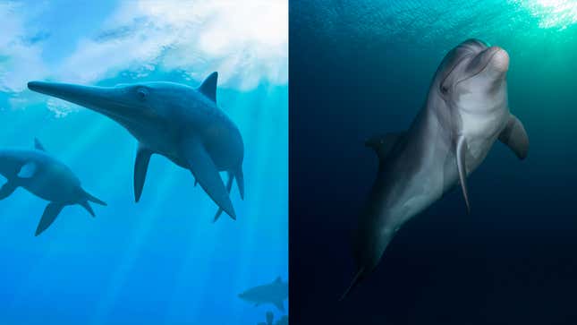 Left: Artist’s impression of extinct ichthyosaurs. Right: A modern dolphin.