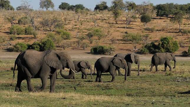 Imagen para el artículo titulado Los científicos han descubierto el origen de la muerte de centenares de elefantes en Botswana