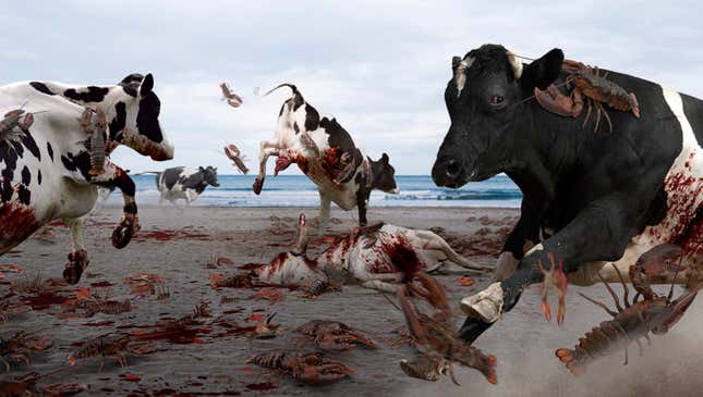 A 16-month truce between the lobsters and cows was shattered this week when bovines ruthlessly stomped rival crustaceans at Crescent Beach State Park. 