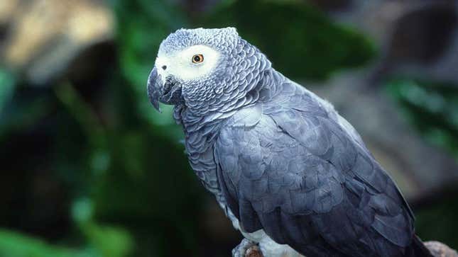 Image for article titled Grey Parrot Disappointed To Discover Rest Of Aviary A Bunch Of Idiots