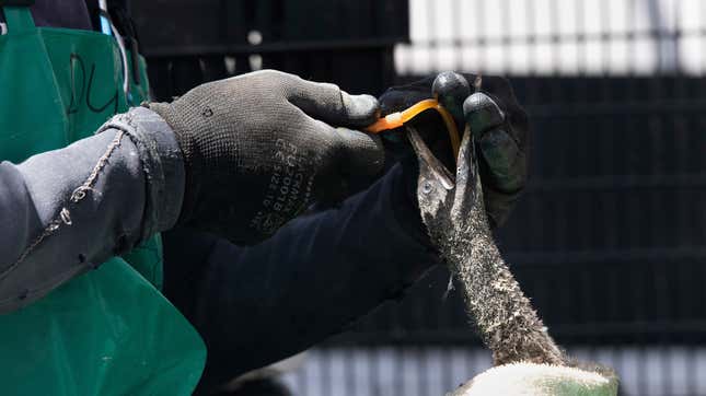 A volunteer gives a mixture of water and supplements to one of the 1,200 Cape cormorant chicks.
