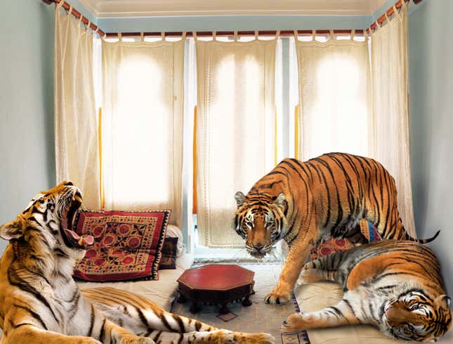 Image for article titled Bengal Tigers’ Habitat Down To Studio Apartment In Jaipur, India
