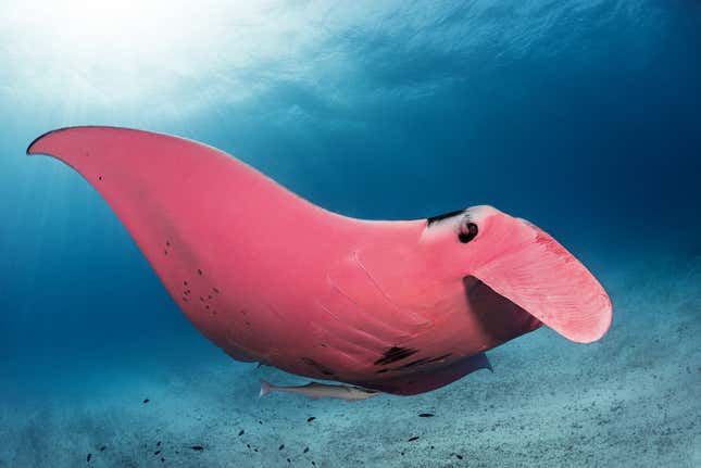 Imagen para el artículo titulado Un fotógrafo captura imágenes de la única mantarraya rosa conocida en el mundo