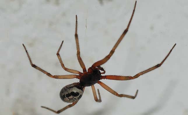 Imagen para el artículo titulado Lo peor que te puede pasar con la picadura de esta araña no es (solo) el veneno