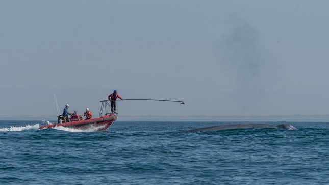 Researchers deploying a digital heart rate recording tag as a blue whale surfaces to breathe.
