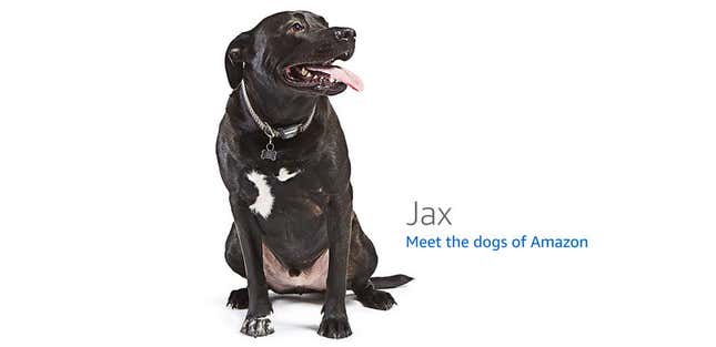 Image for article titled Amazon's Error Dogs, Ranked