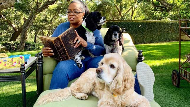Image for article titled Oprah&#39;s Dog Sadie Has Replaced Stedman in the Quarantine Kennel