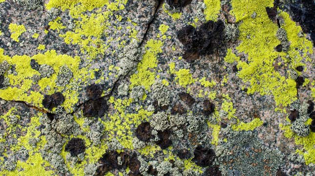 Image for article titled Everyone stop eating the sexy pavement lichen