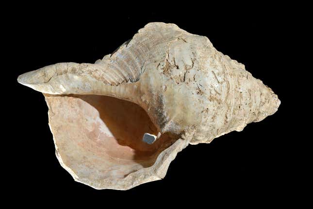 A 17,000-year-old conch shell horn from the south of France.