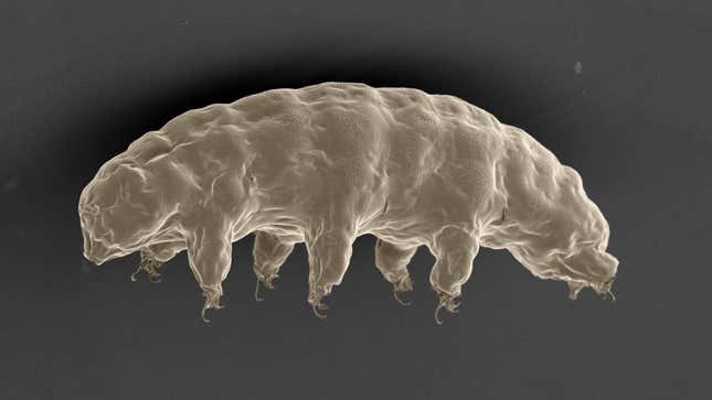 Preliminary evidence suggests some microbes and tiny animals like tardigrades (pictured) can survive exposure to the vacuum of space.
