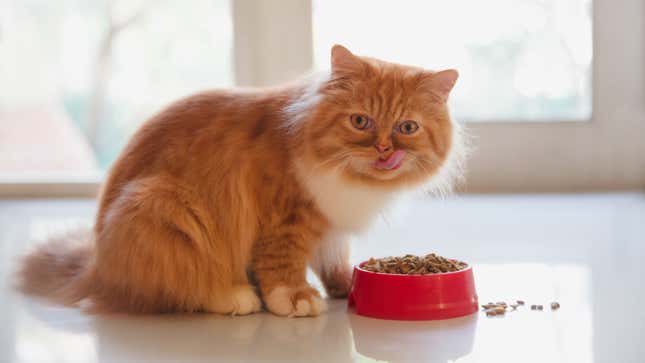 Image for article titled Study: Cats should work harder for their food