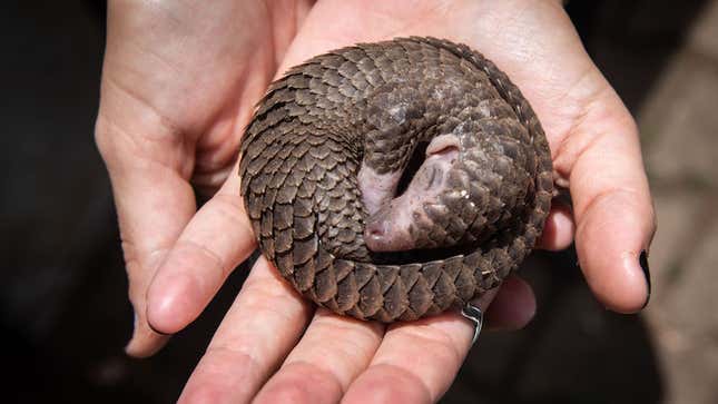 Pangolins eat ants, terminates and larvae. They don’t have teeth.