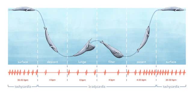 Diagram showing the blue whale’s heart rate as it goes about its feeding routine.