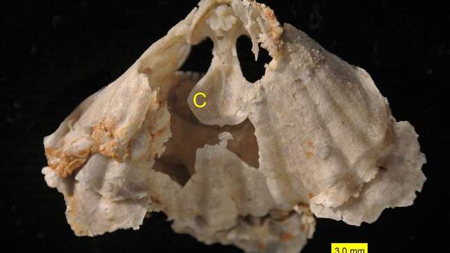 Caparazón de un braquiópodo perteneciente al período Pérmico.