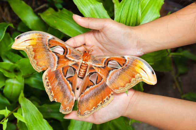 Stock photo of Atlas moth held in two hands