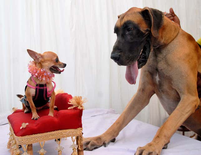 India-Pets-Dogs-Great Dane