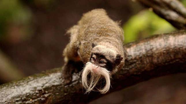 Two emperor tamarin monkeys are missing from the Dallas Zoo