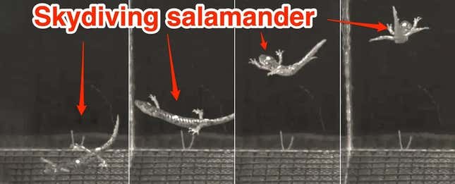 Imagen para el artículo titulado El vídeo más increíble que vas a ver hoy: una salamandra en posición de paracaidismo en caída libre