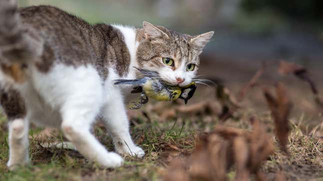 Photo of domestic cat with bird in mouth