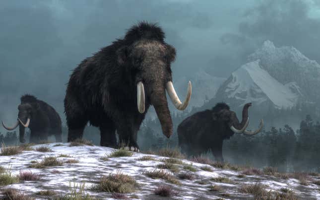 Three woolly mammoths wander in their habitat.
