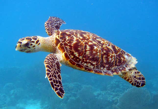 Image for article titled That’s it, we’ve done it, we’ve stuffed every sea turtle’s gut with plastic