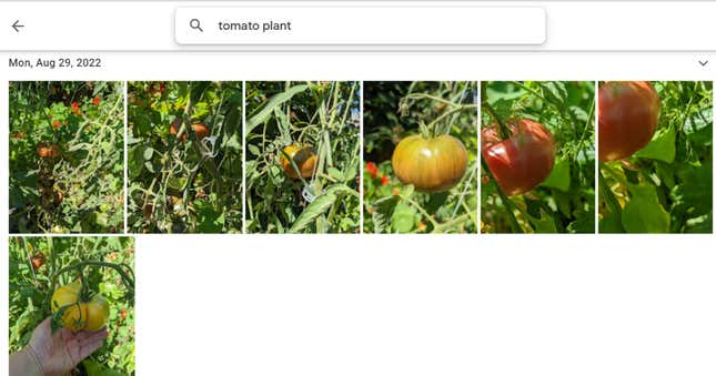 Google görseller için bir Google araması "domates bitkileri" domates bitkilerinizin birçok tarihli resmiyle sonuçlanır. 