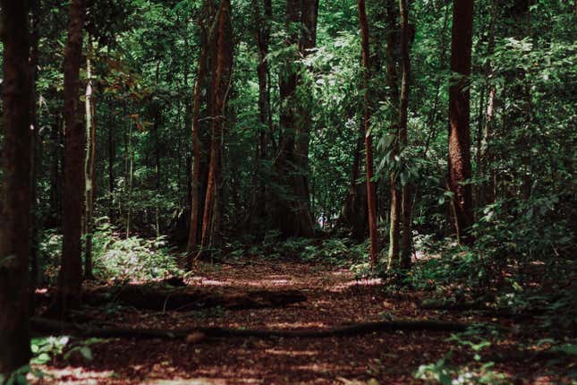 A wooded area.