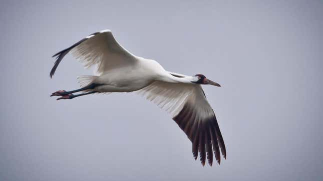 A whooping crane in flight.