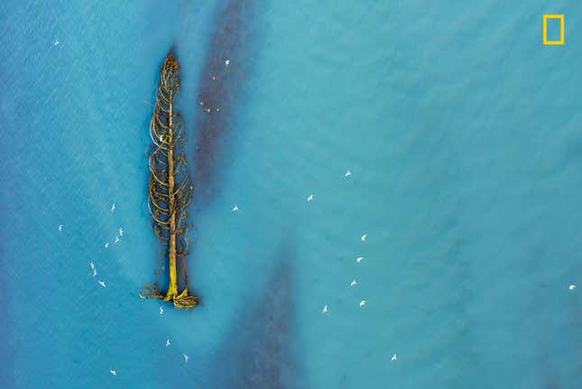 A downed cedar on a river in British Columbia.