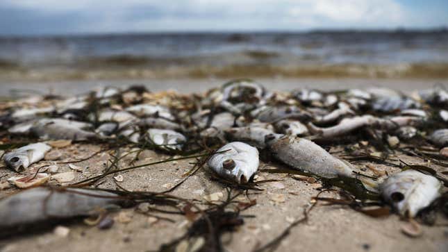 Photo of dead fish on a beach