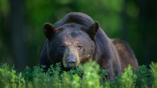 Image for article titled Amazon Praises Delivery Driver For Scaring Off A Bear Like That's A Normal Part Of Their Job