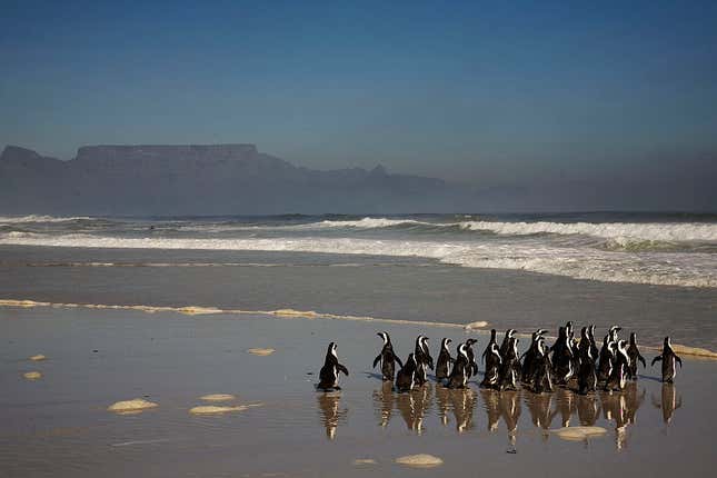 African penguins walk toward the ocean on May 26, 2009 after being released near Cape Town, South Africa. 