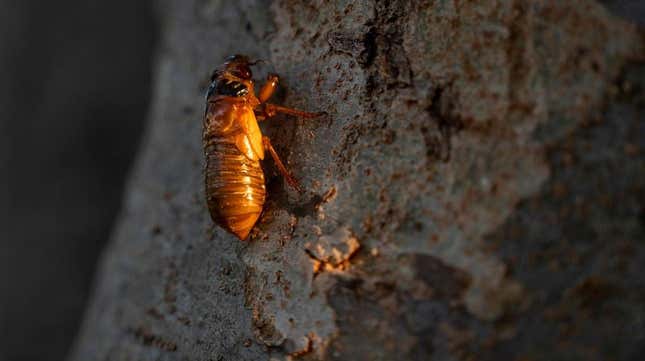 A newly-emerged Brood X cicada