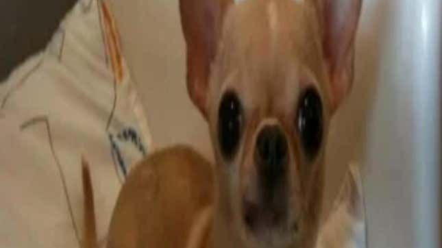 Image for article titled Every Samsung Phone Has a Hidden Chihuahua for Some Reason