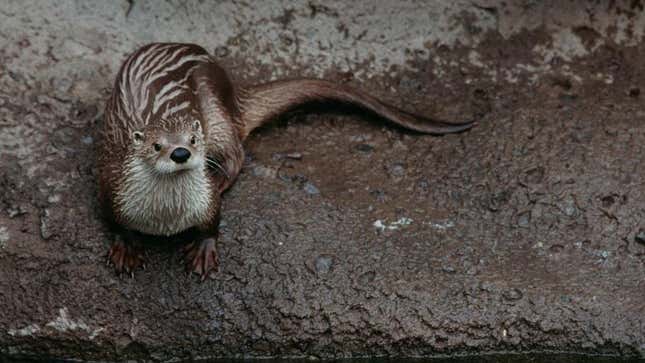 Image for article titled A Florida wildlife clinic needs volunteer fishermen to feed otters. Will you heed the call?