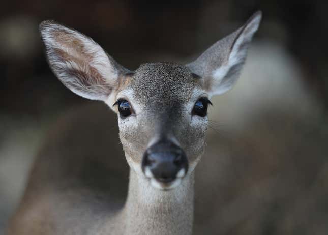 Image for article titled 7 Endangered U.S. Animals That Don't Get Enough Love