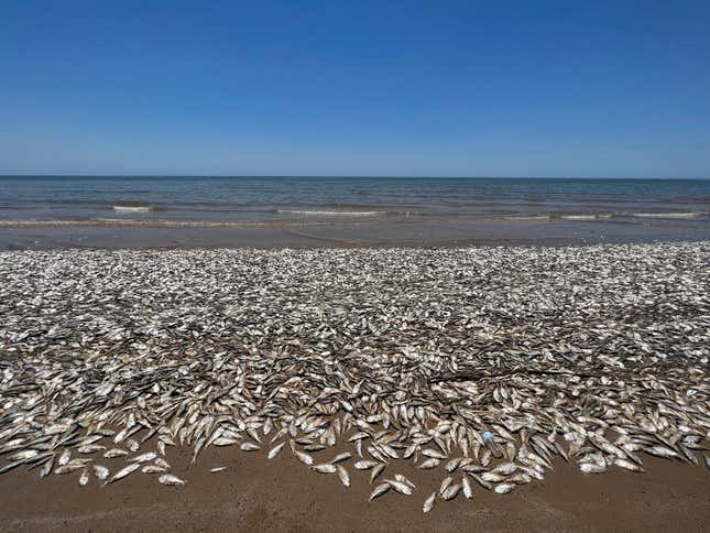 Dead fish in Quintana Beach County Park, Texas on June 9 2023. 