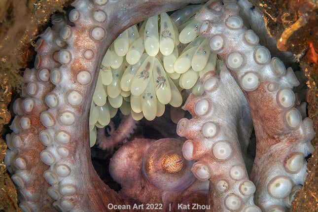 Image for article titled The Most Dazzling Ocean Photos of the Year