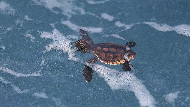 A Loggerhead hatchling swims in the water on July 27, 2015 in Boca Raton, Florida. 