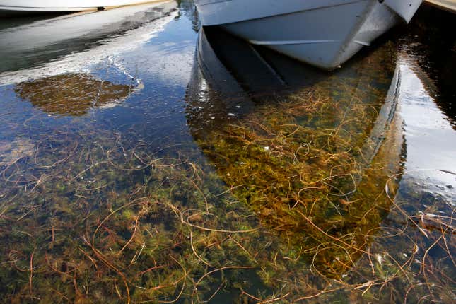 The invasive Eurasian Watermilfoil clogs the boat slips of the Tahoe Keyes Marina in California on August 30, 2016. 