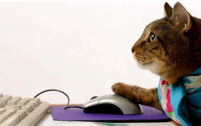 A cat using a computer