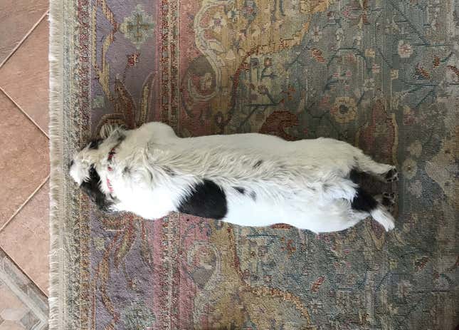 quartzy annie the dog