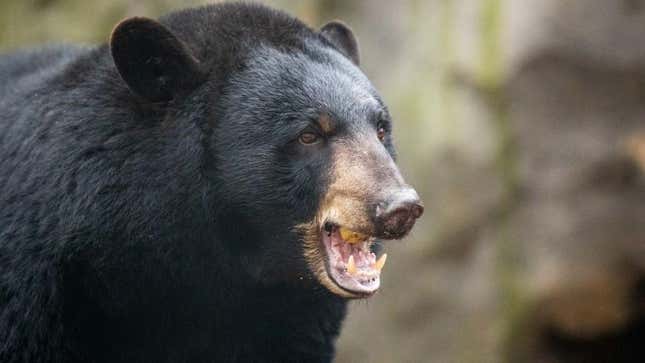 Black bear with open mouth