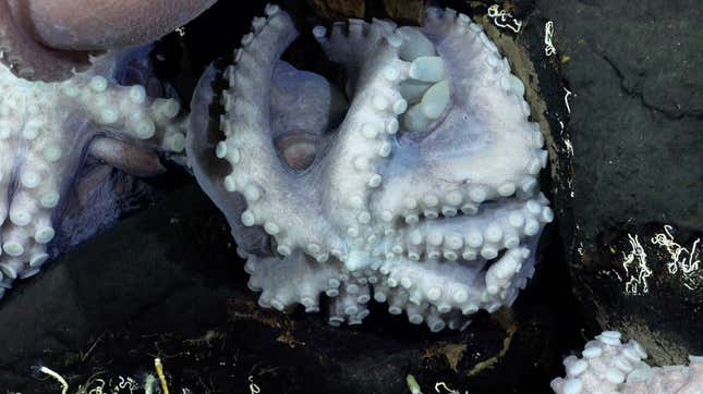 The team’s expedition found hundreds of octopuses protecting viable eggs in the Dorado Outcrop near Costa Rica.