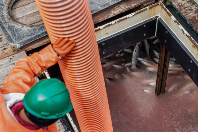 Salmon are visible in the bottom of a tender boat as crew unload at a cannery, Sunday, June 25, 2023, in Kodiak, Alaska. Salmon tendering, using a boat to supply other boats and offload their catch, is a way some fisherman supplement their income. (AP Photo/Joshua A. Bickel)