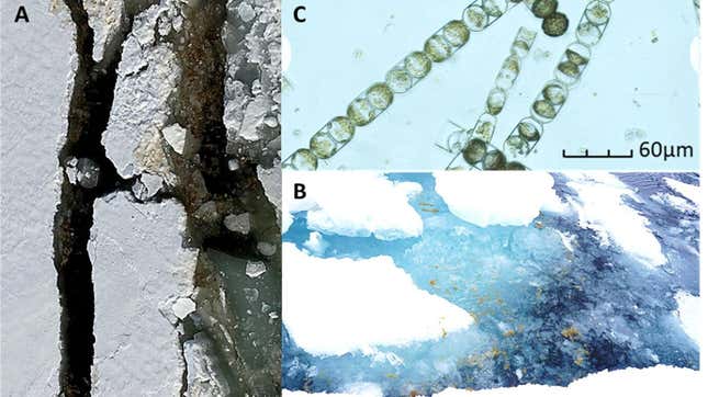 Collage of 3 photos of arctic sea ice and algae