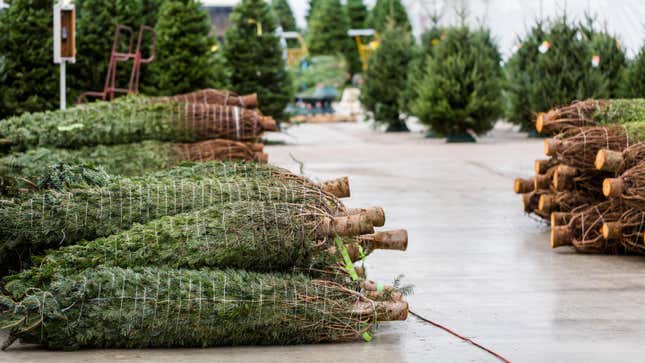 Image for article titled The Best Time to Buy a Christmas Tree This Year